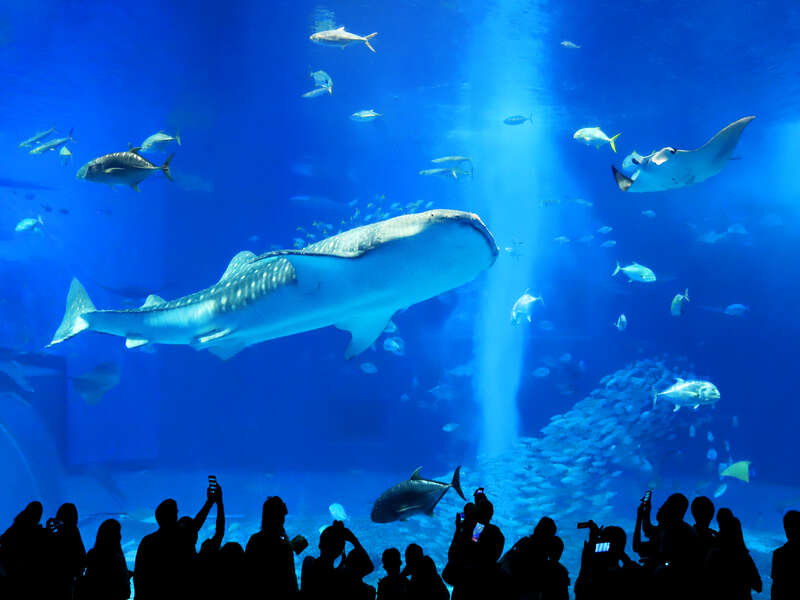 美ら海水族館のジンベエザメ