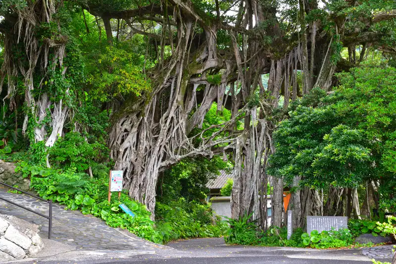 中間ガジュマル