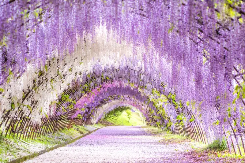 河内藤園