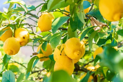 広島県の鈴なりのレモン