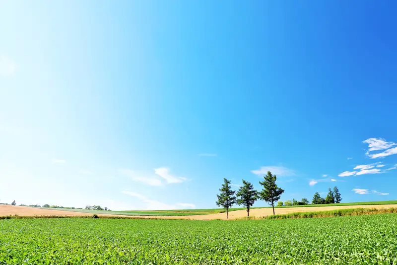 夏の美瑛