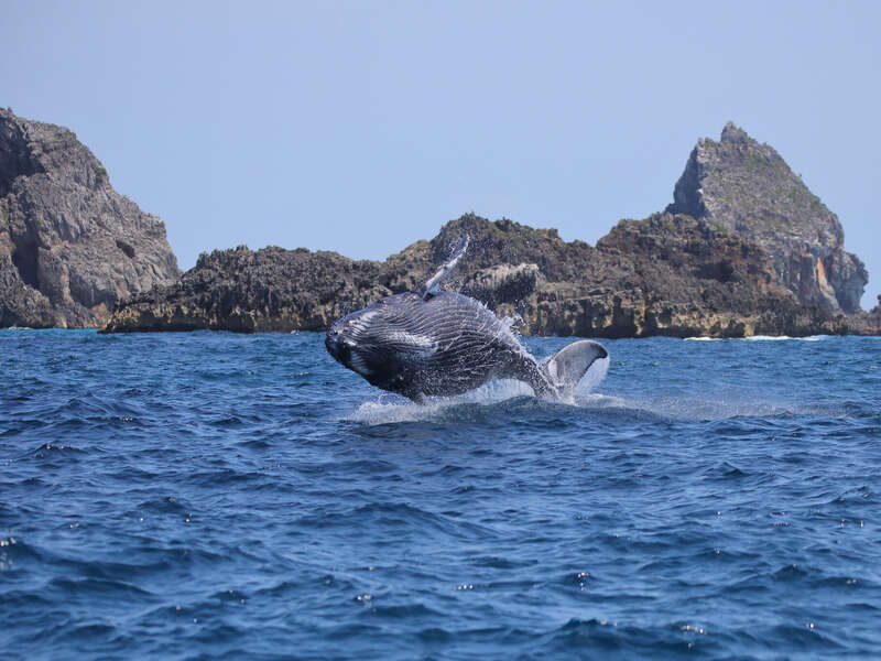 ホエールウォッチング ジャンプするクジラ