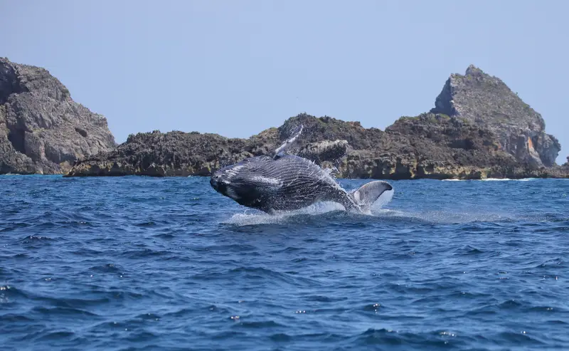 八丈島 ホエールウォッチング