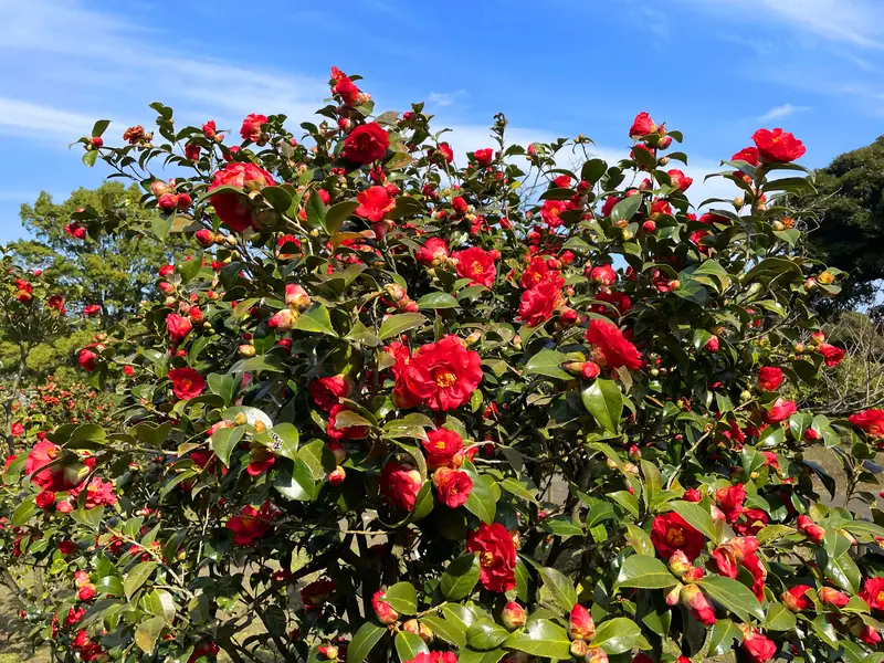 オープニングセレモニー・江戸神輿とパレード