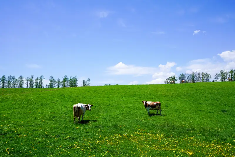 ナイタイ牧場