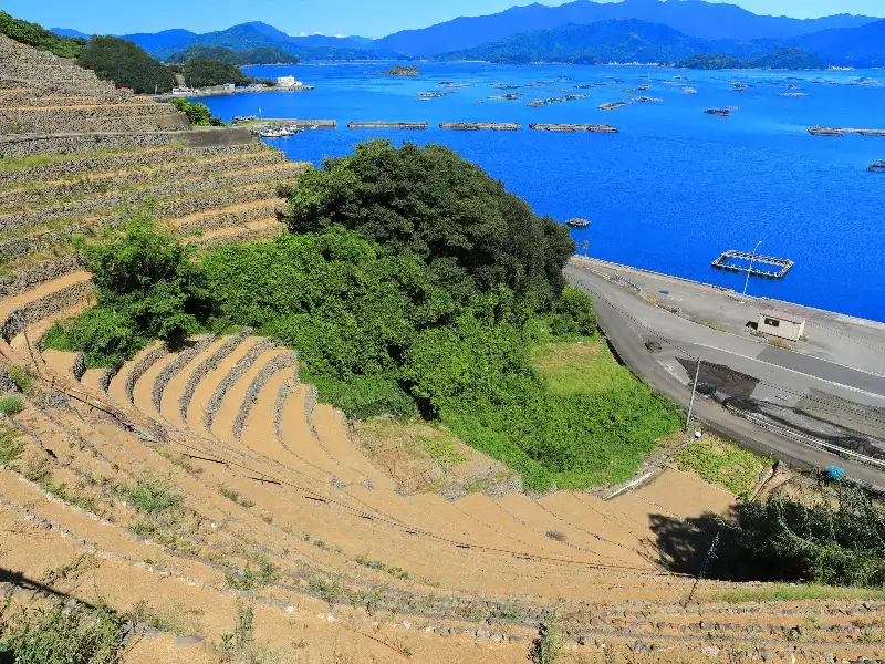遊子水荷浦の段畑