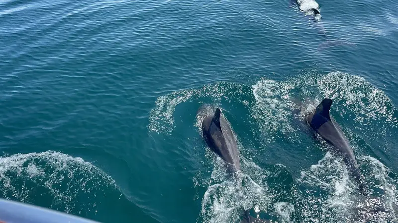 天草の2匹のイルカのアップ