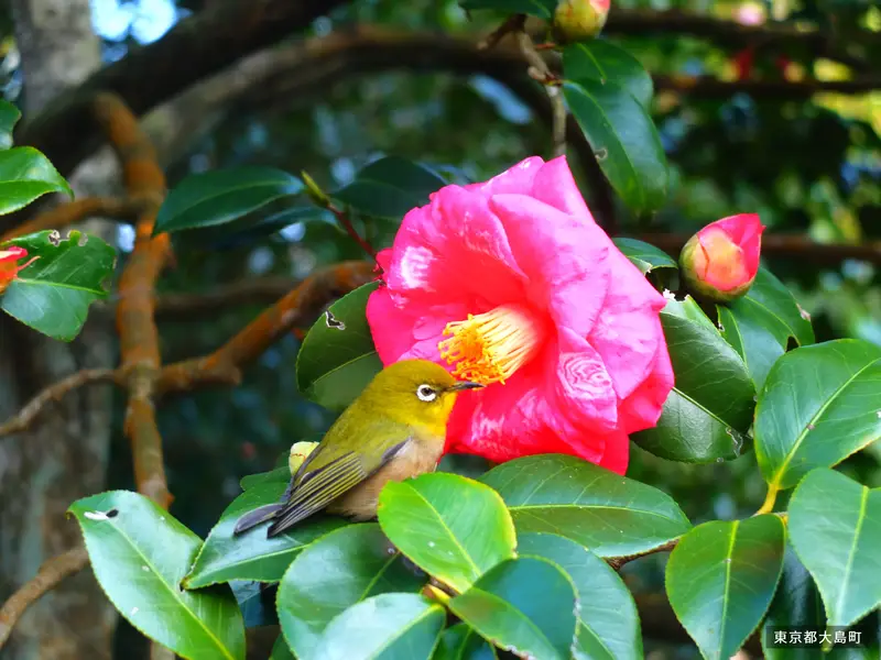 伊豆大島の椿とメジロ