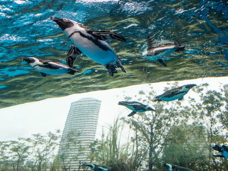 サンシャイン水族館