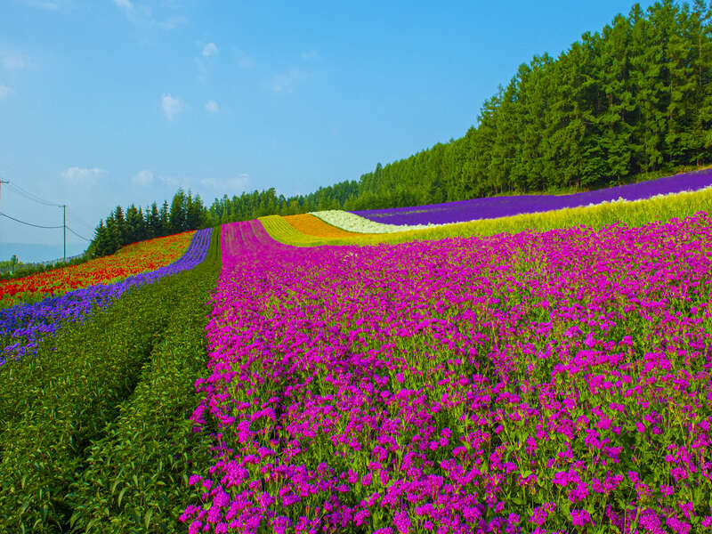 ファーム富田