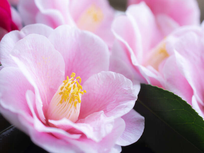 伊豆大島 山茶花