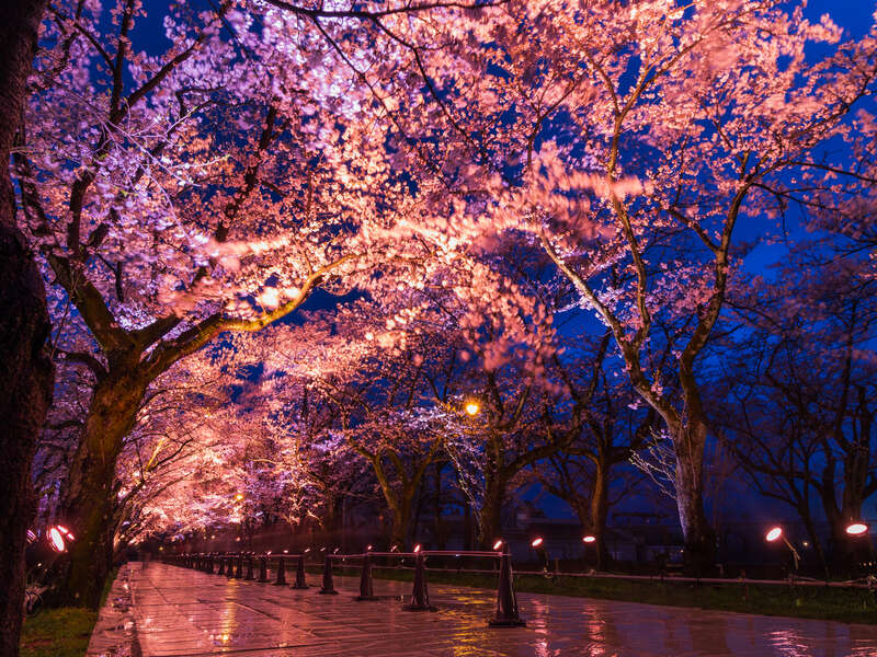 高田城址公園の桜（イメージ）
