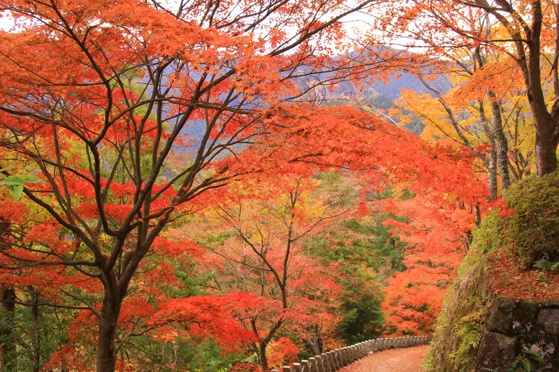 吉野山