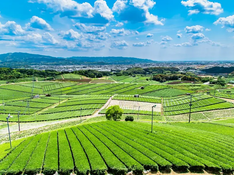 八女中央大茶園