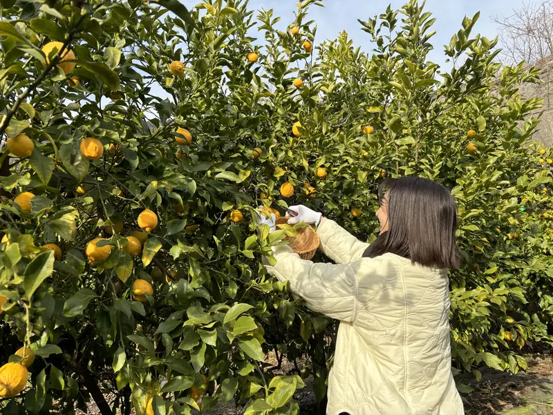 広島県産レモン収穫体験