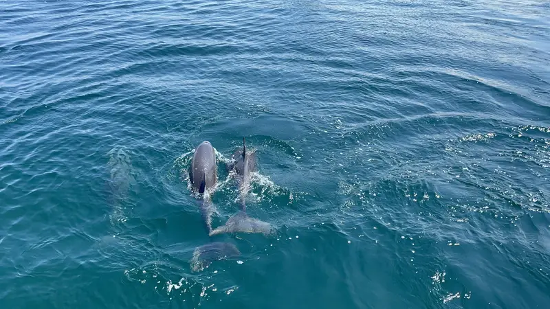 天草の2匹のイルカ