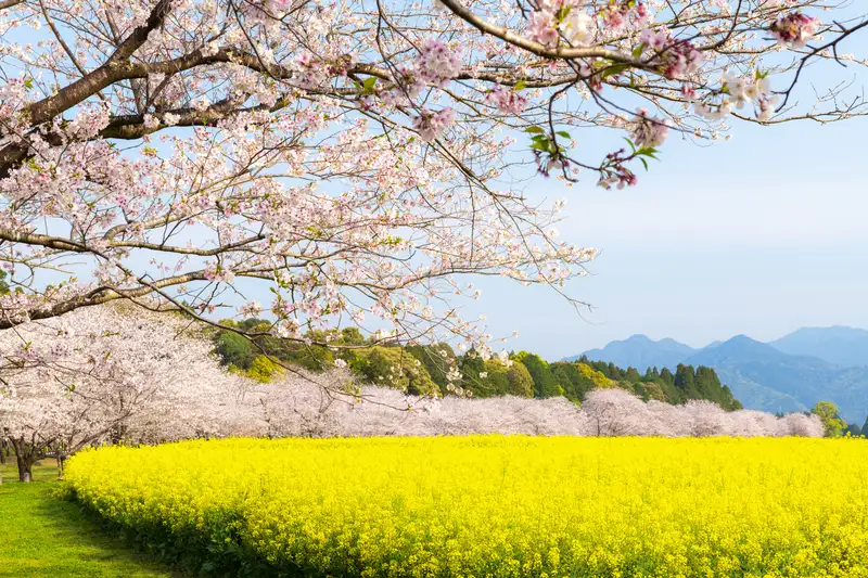 2026年春の九州観光！おすすめスポット10選｜桜・藤・花畑の見頃ガイド