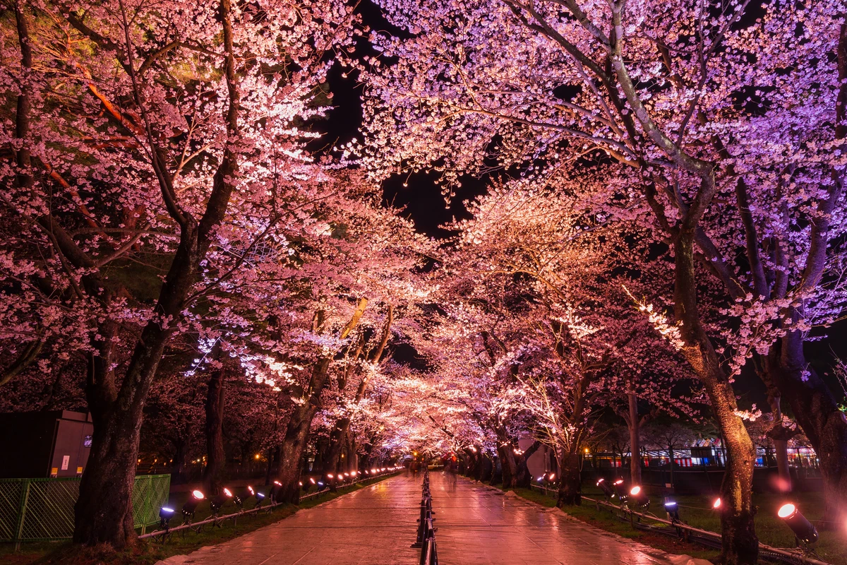 【春の名城桜バスツアー2026】日本三大夜桜・高田城址公園と信州・越後の桜名所をめぐる！