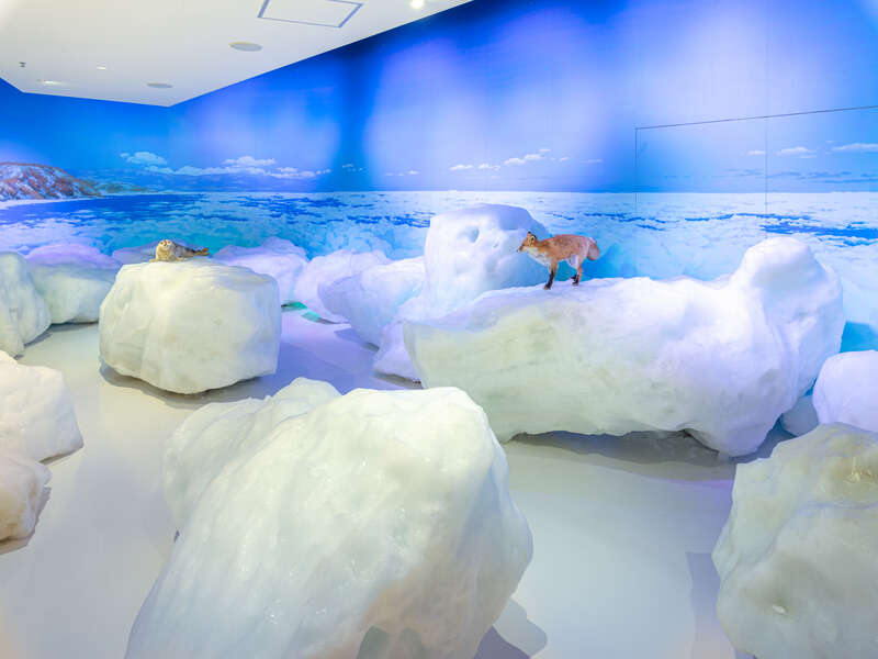 オホーツク流氷館 展示