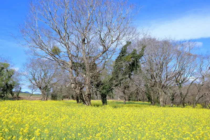 四万十川沿い・入田ヤナギ林 菜の花