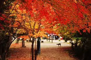 広島県 紅葉谷公園（イメージ）