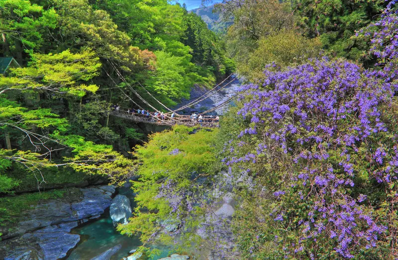 祖谷渓 山藤の時期