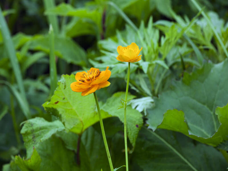 礼文島固有種のレブンキンバイ