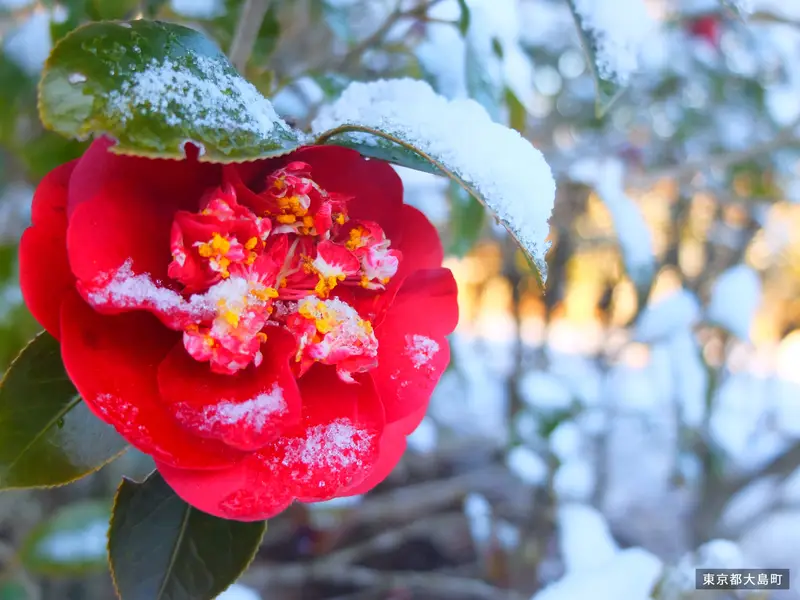 東京都知事杯 椿まつりフォトコンクール
