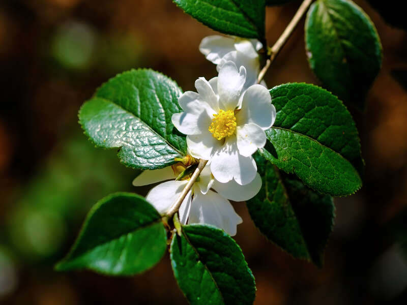 伊豆大島・ヒメシャラ