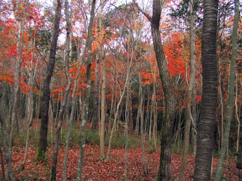 霧島アートの森 紅葉（イメージ）
