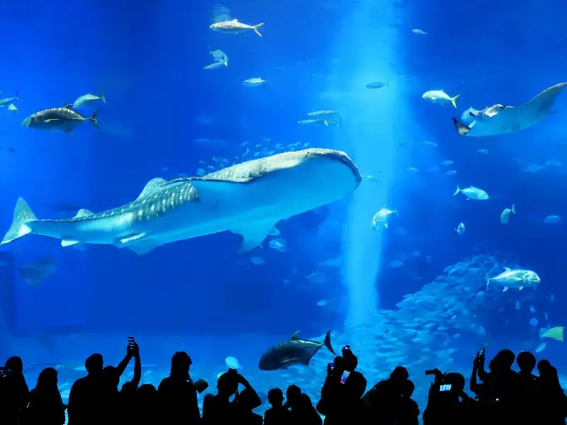 美ら海水族館