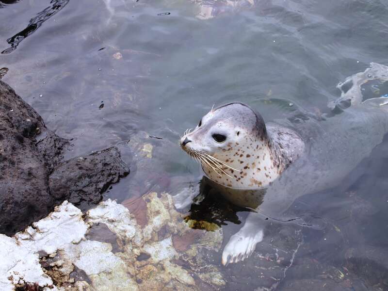 仙法志御崎公園 アザラシ