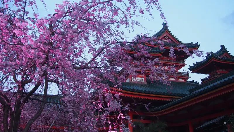 2026】平安神宮 桜音夜のコンサート鑑賞チケット付きツアー