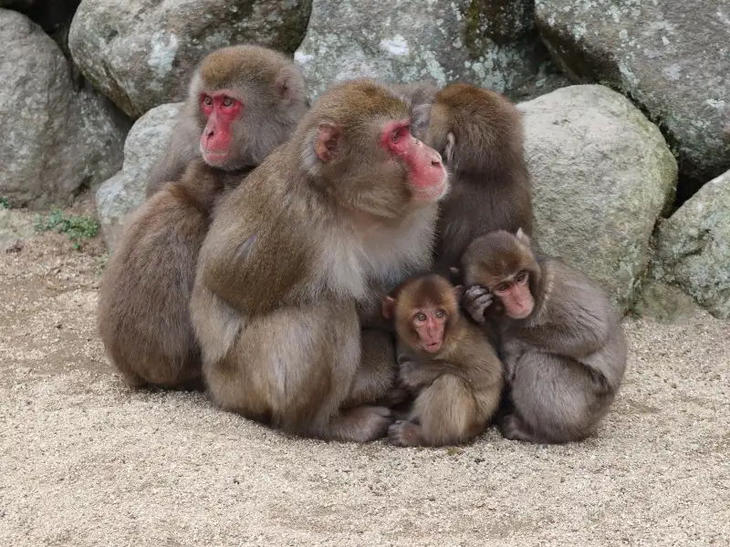 高崎山自然動物園