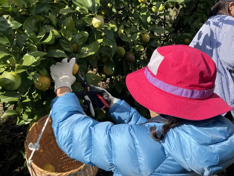広島県産レモン収穫体験